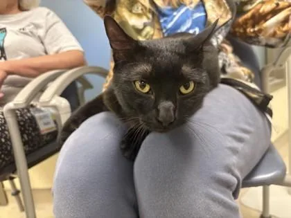 An adult medium-sized male Domestic Short Hair cat named Onyx for adoption in Quakertown, PA