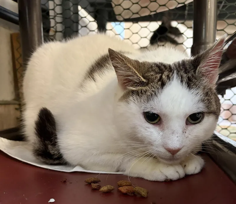 An adult medium-sized female Domestic Short Hair cat named Nutmeg for adoption in Beacon, NY