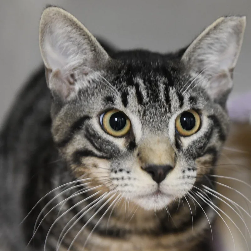 A young medium-sized male Brown / Chocolate Domestic Short Hair cat named Tommy Lee for adoption in Redwood City, CA