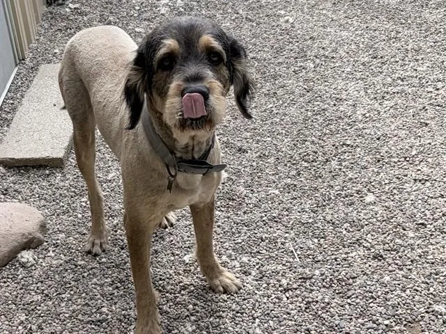 A young large-sized male Rottweiler dog named Marco for adoption in Ames, IA