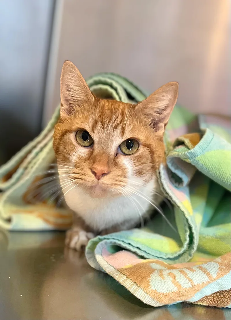 An adult medium-sized female Calico Domestic Short Hair cat named Bellini for adoption in Seville, OH