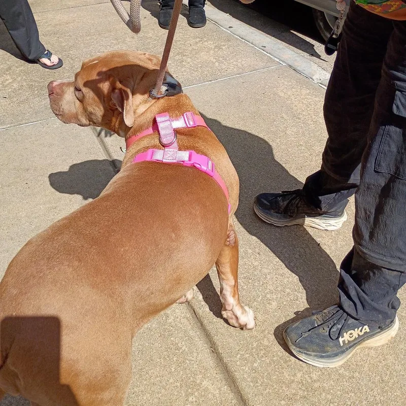 A young medium-sized female Brown / Chocolate Mixed Breed dog named StrayCalhounDrive for adoption in Columbus, GA