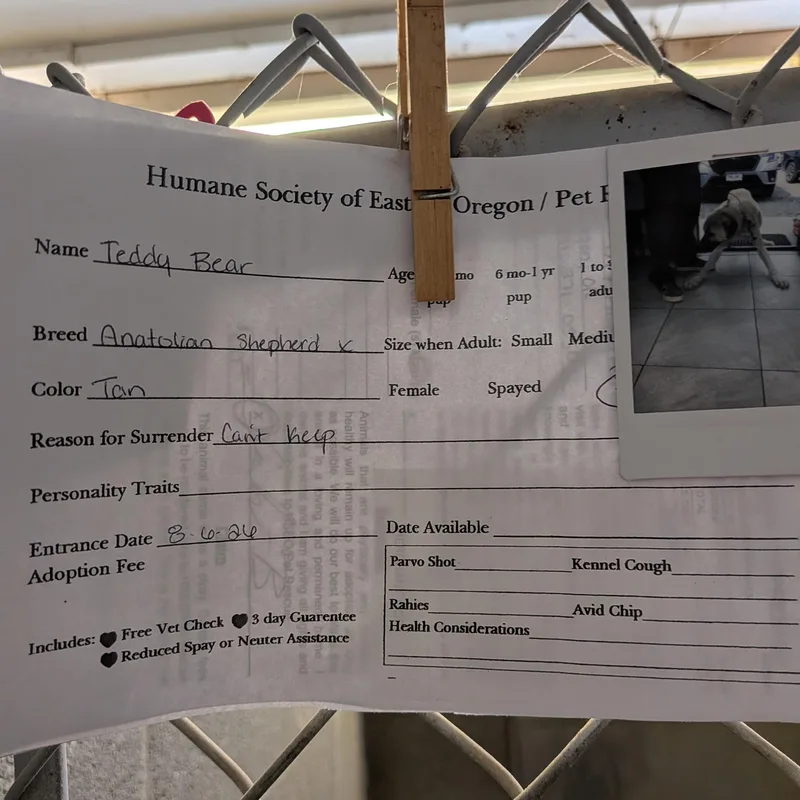 An adult large-sized male Anatolian Shepherd dog named Teddy for adoption in Hermiston, OR