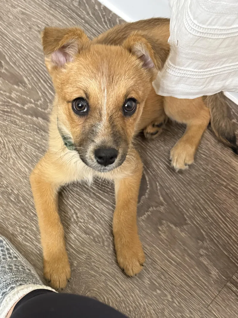A baby medium-sized female Brown / Chocolate Mixed Breed dog named Azalia for adoption in Fredericksburg, VA