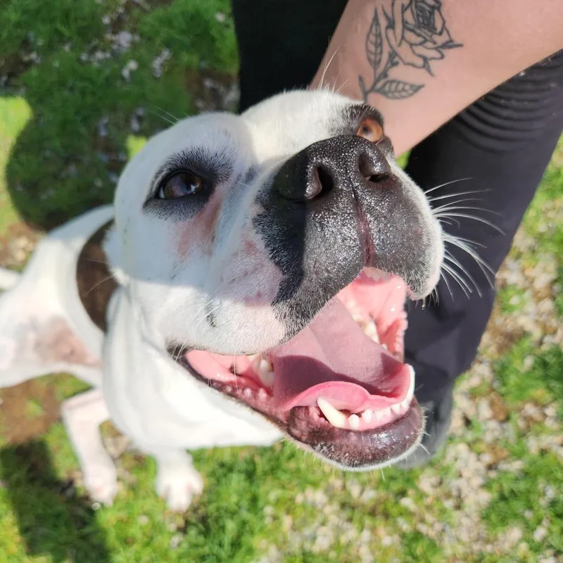 An adult medium-sized female White / Cream American Bulldog dog named Cutie Patootie for adoption in Fort Wayne, IN