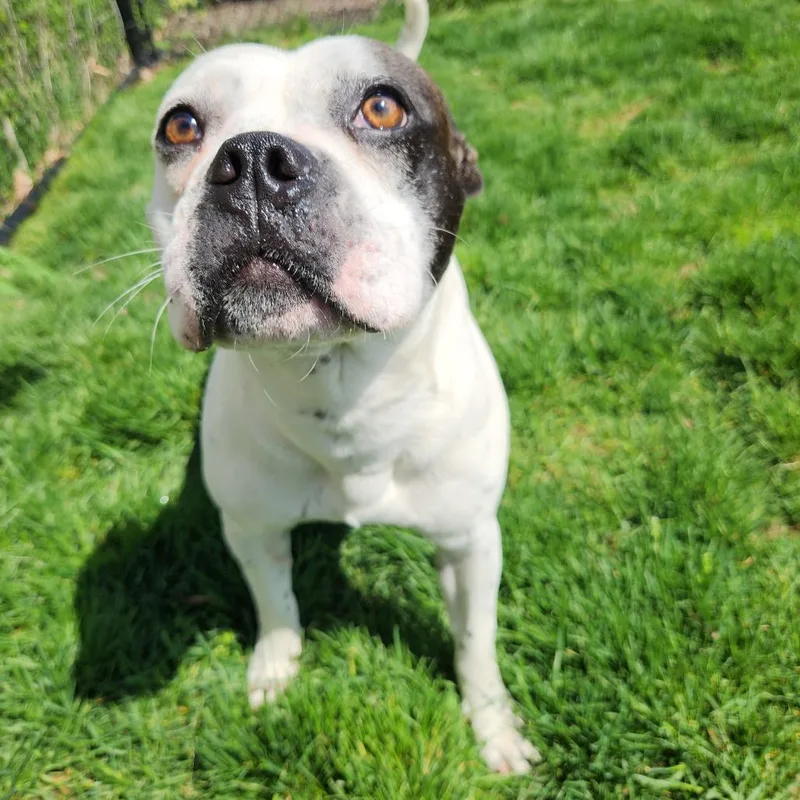 Cutie Patootie thumbnail 2