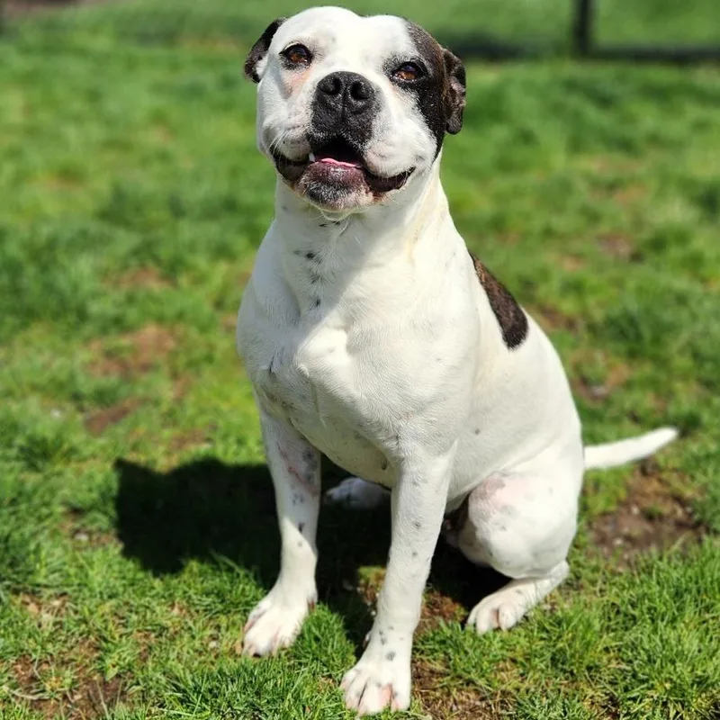 Cutie Patootie thumbnail 3