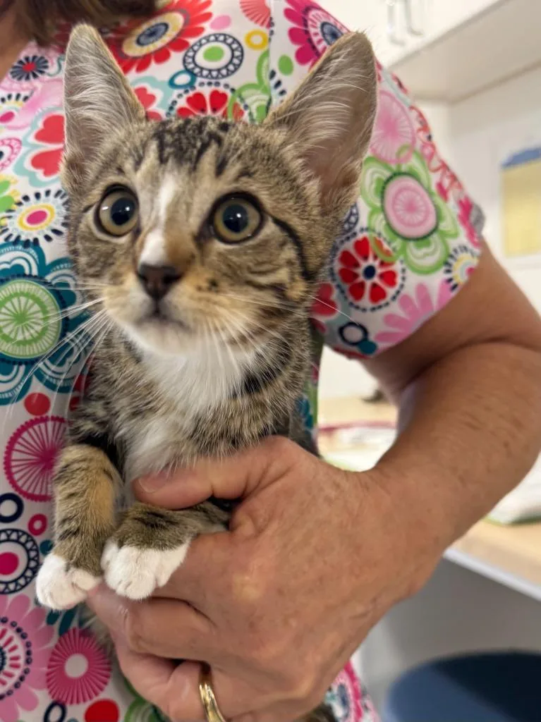 A baby medium-sized male Domestic Short Hair cat named Skunk for adoption in Vacaville, CA