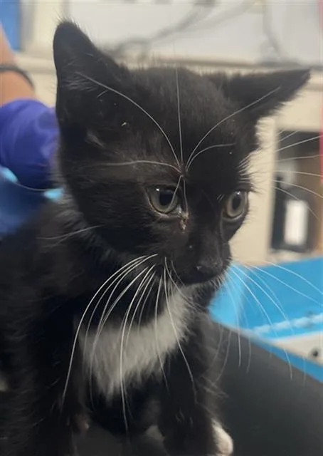 A baby medium-sized male Domestic Short Hair cat named Noe for adoption in Dallas, TX