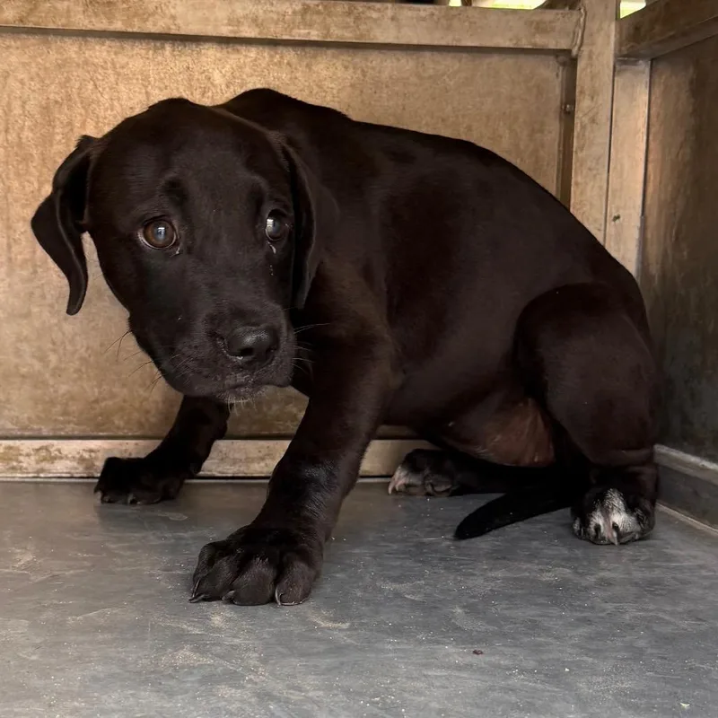 A baby small-sized female Black Pit Bull Terrier dog named Bao Bao for adoption in Edinburg, TX