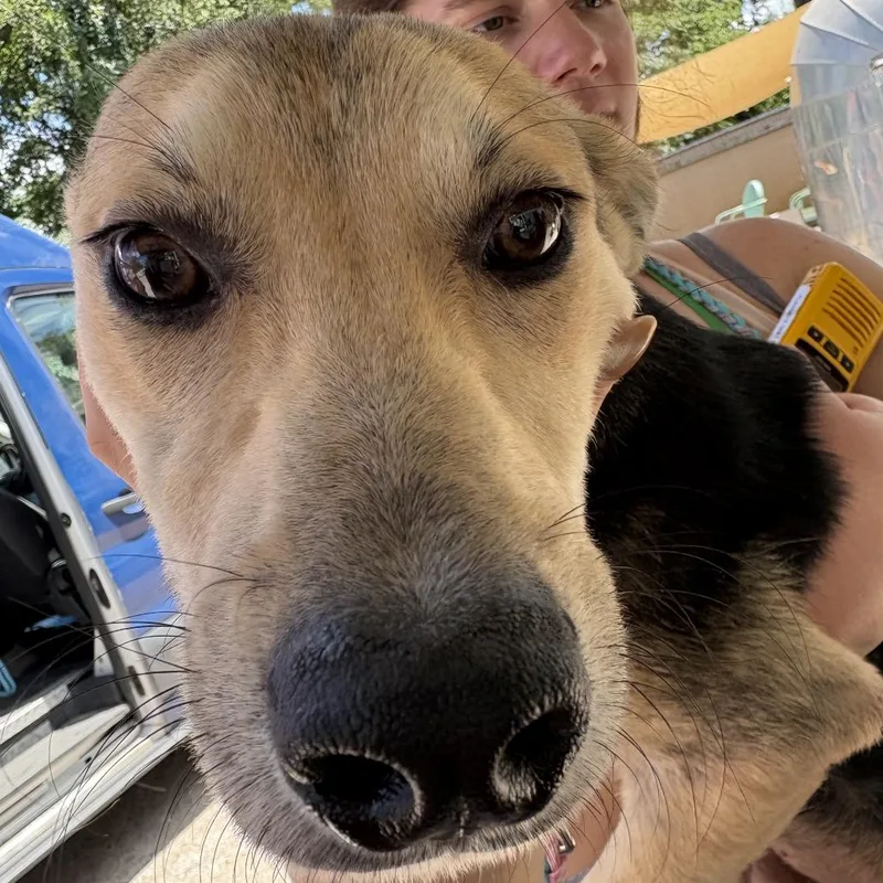 A young medium-sized male Black German Shepherd Dog dog named Rambo for adoption in Austin, TX