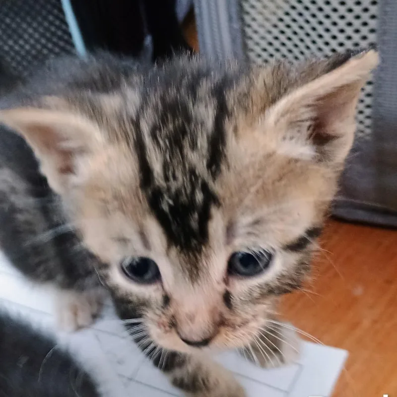 A baby small-sized male Brown / Chocolate Domestic Short Hair cat named Bud for adoption in Wappingers Falls, NY