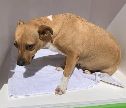 Pua
