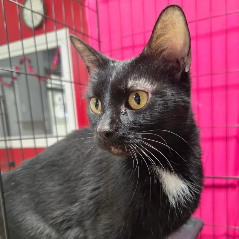 Betty Washington Petsmart