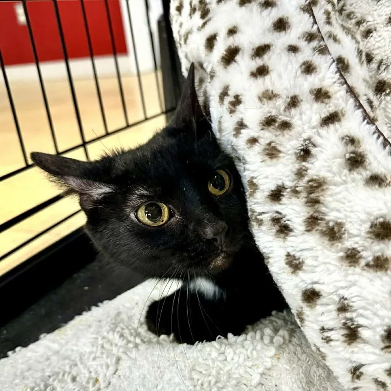 Betty Washington Petsmart thumbnail 2