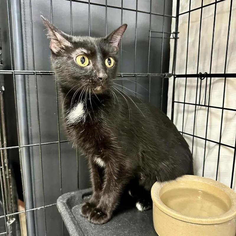 Betty Washington Petsmart thumbnail 3