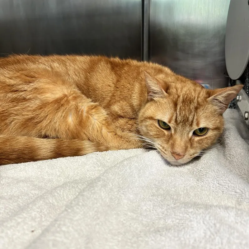 An adult medium-sized male Orange / Red Domestic Short Hair cat named Bernard for adoption in Birdsboro, PA
