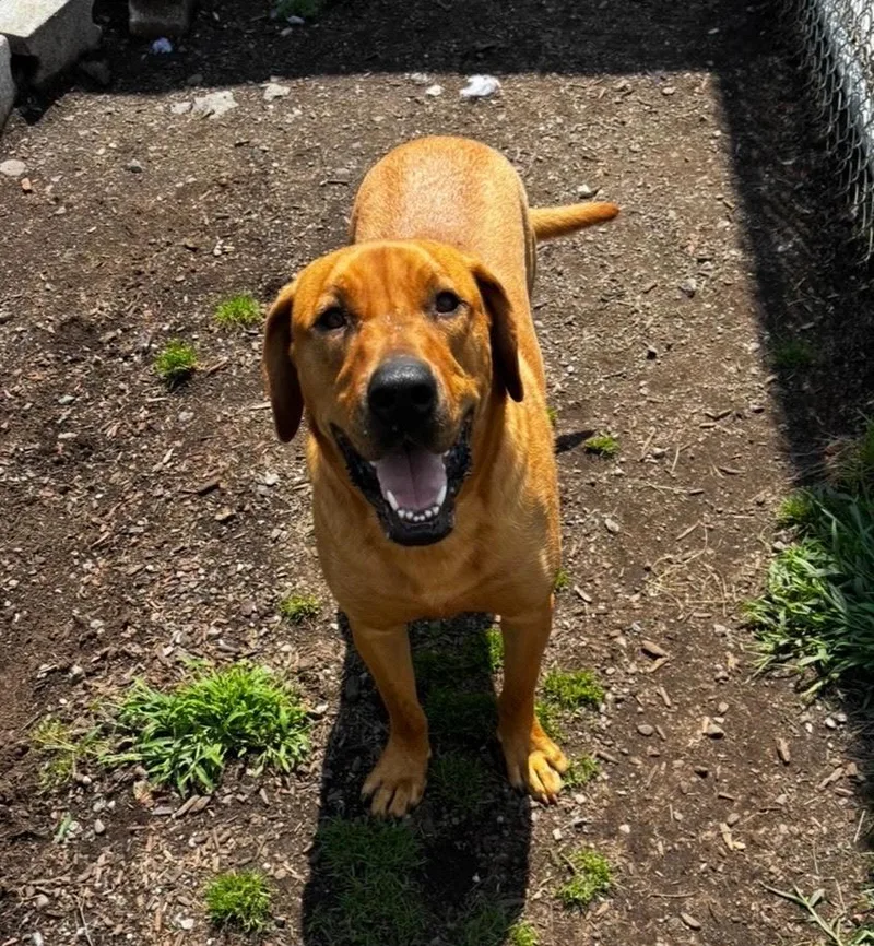 An adult large-sized male Brown / Chocolate Labrador Retriever dog named Oscar for adoption in New Windsor, NY