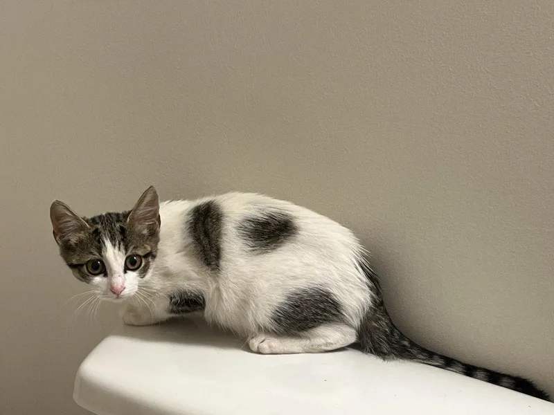 A baby small-sized male White Domestic Short Hair cat named Dunkirk for adoption in Raleigh, NC