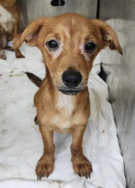 A young small-sized male Chihuahua dog named Mateo for adoption in San Antonio, TX