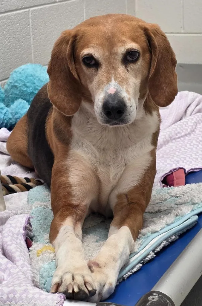 A senior medium-sized female Foxhound dog named Holly AC for adoption in Greeneville, TN
