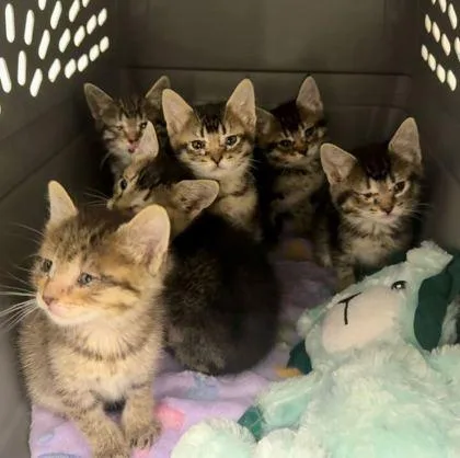A baby small-sized male Brown / Chocolate Domestic Short Hair cat named Mini Cooper for adoption in Kansas City, MO