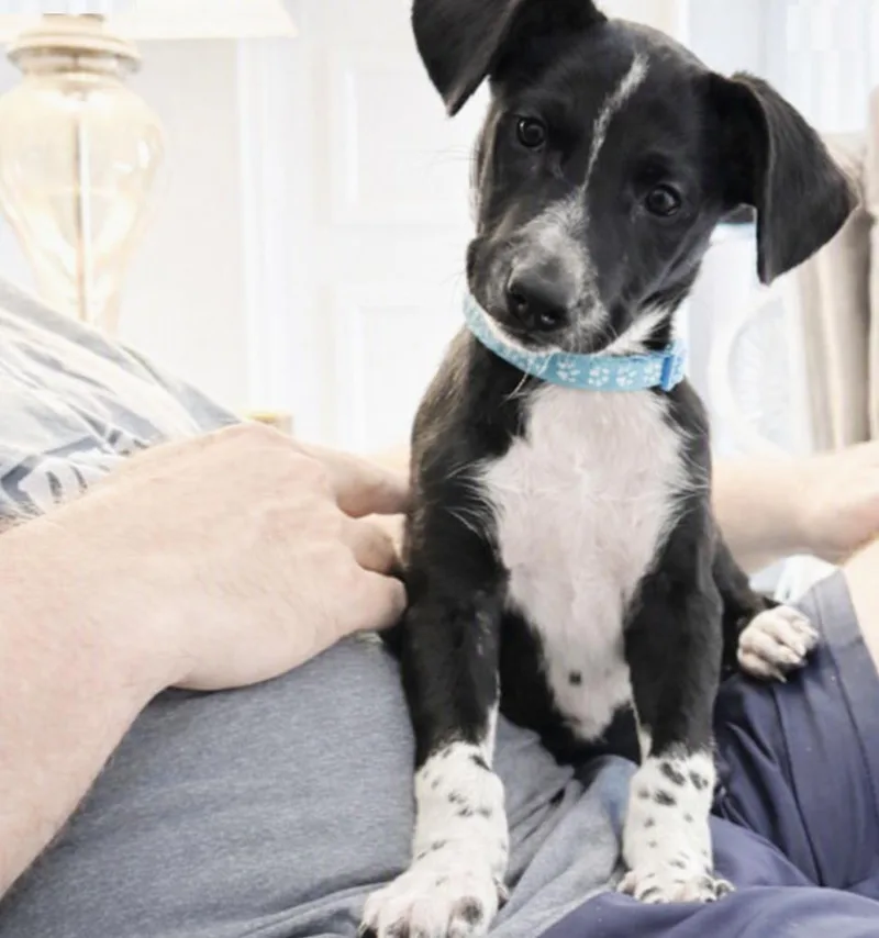 A baby medium-sized male Pointer dog named Oreo Cookie for adoption in Orlando, FL