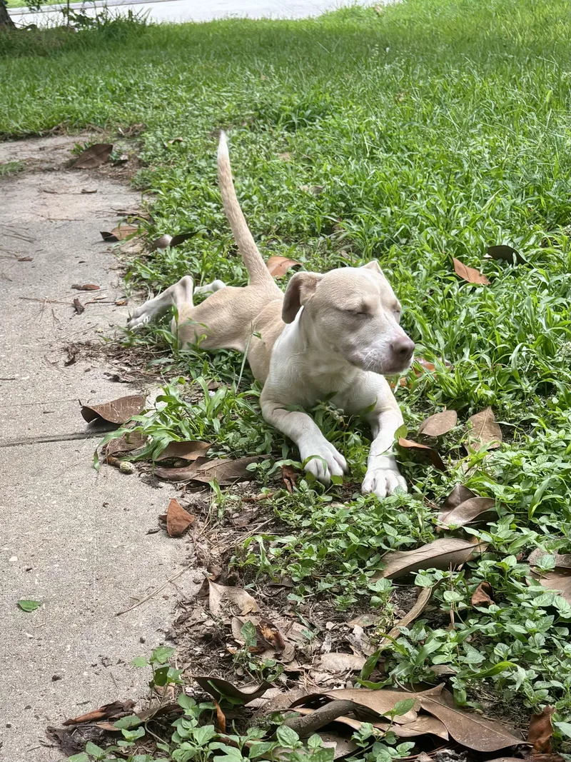 A baby medium-sized female Yellow / Tan / Blond / Fawn American Staffordshire Terrier dog named Lakota for adoption in Tomball, TX