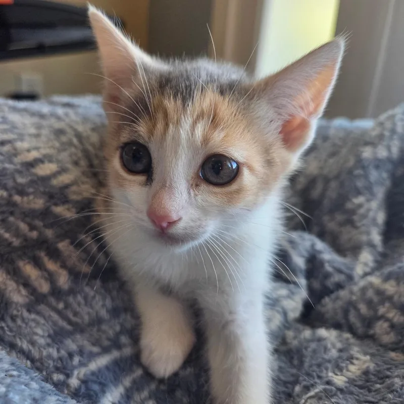 A baby small-sized female Calico Domestic Short Hair cat named Chimichanga for adoption in Brea, CA