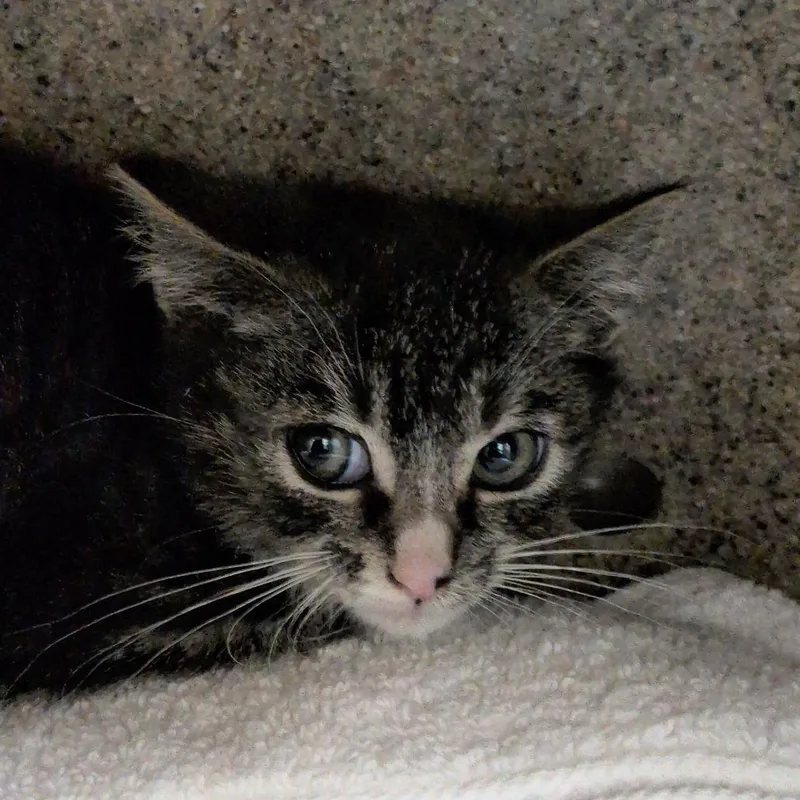A baby small-sized female Gray / Blue / Silver Domestic Short Hair cat named Mandu for adoption in Reno, NV