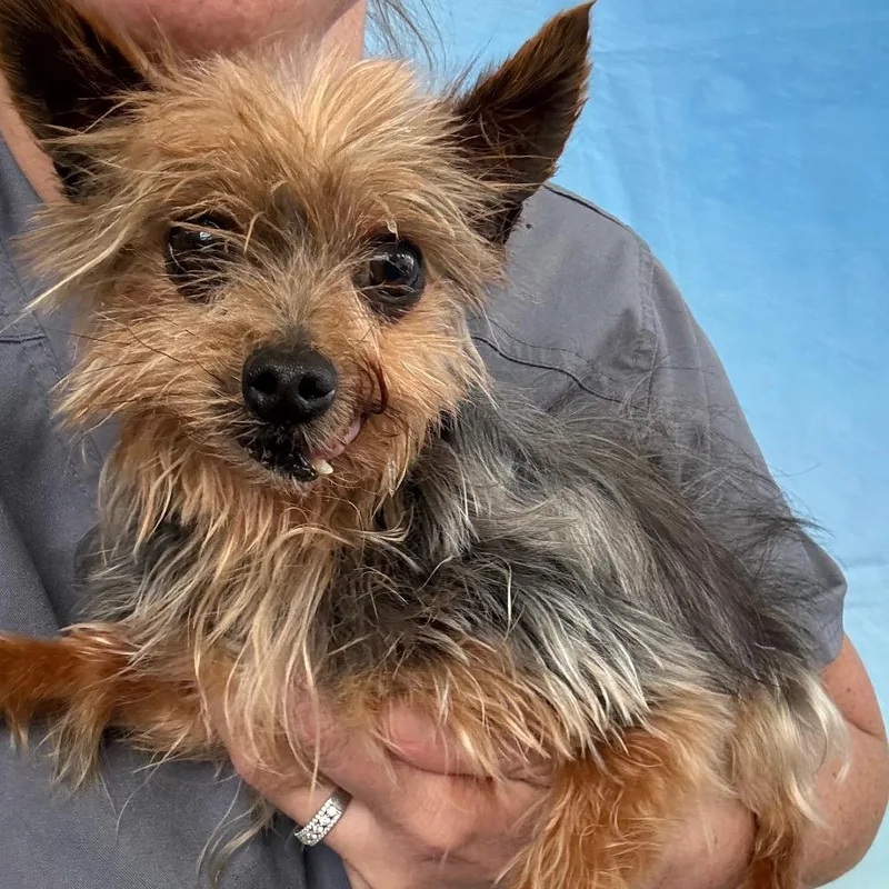 A senior small-sized male Black Yorkshire Terrier dog named Luke for adoption in Normal, IL