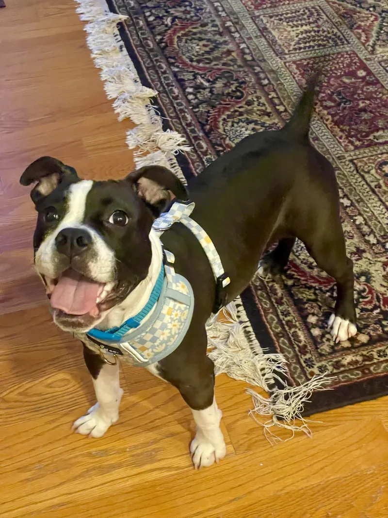 A young medium-sized female Bicolor Boston Terrier dog named Lexie for adoption in St Petersburg, FL