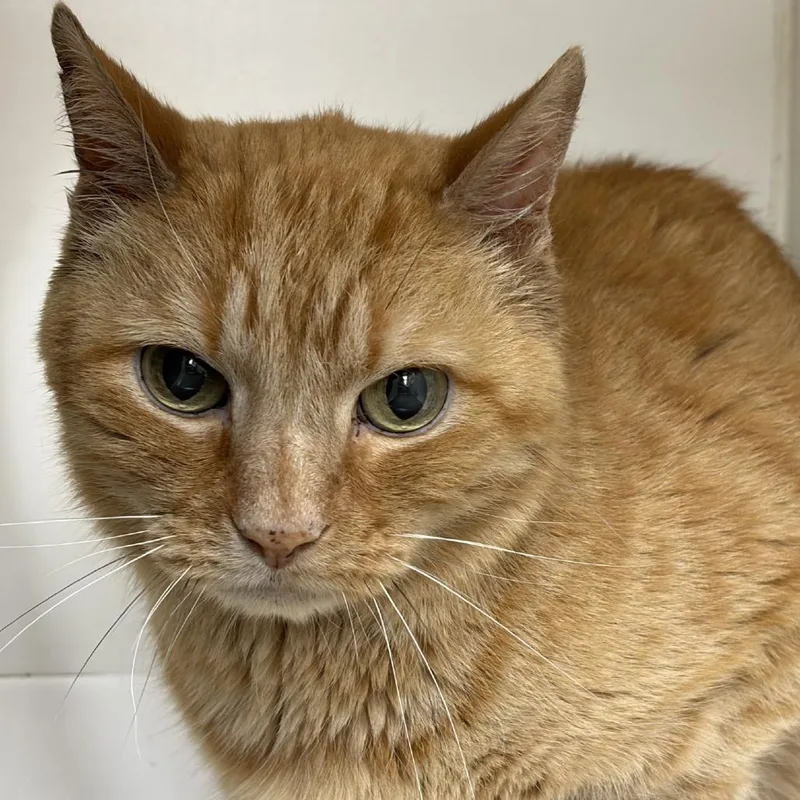 A senior medium-sized male Orange / Red Domestic Short Hair cat named Tid Bit for adoption in Champaign, IL