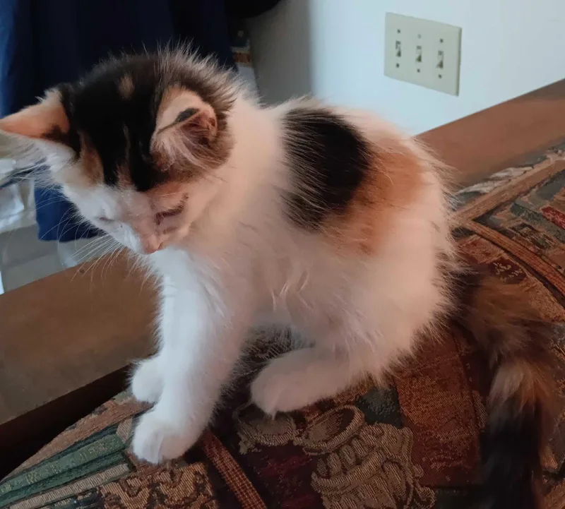 A young medium-sized female Domestic Medium Hair cat named Trixie for adoption in Riverside, CA