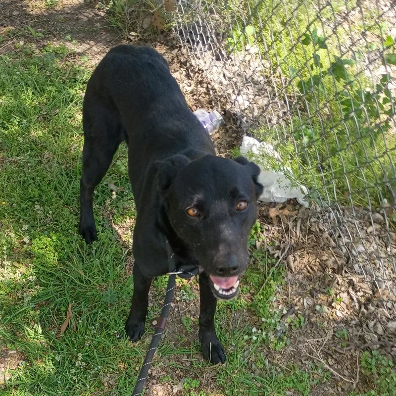 A young medium-sized female Black Labrador Retriever dog named Tayla D for adoption in Corsicana, TX