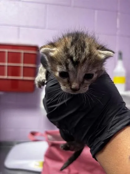 A baby small-sized female Orange / Red Domestic Short Hair cat named 61673352 for adoption in El Paso, TX