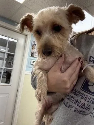 A young small-sized female Yorkshire Terrier dog named Bella Sara for adoption in East Brookfield, MA