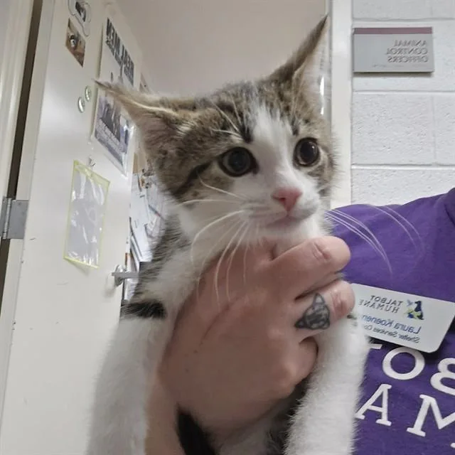 A baby small-sized female Domestic Short Hair cat named Bryony for adoption in Easton, MD