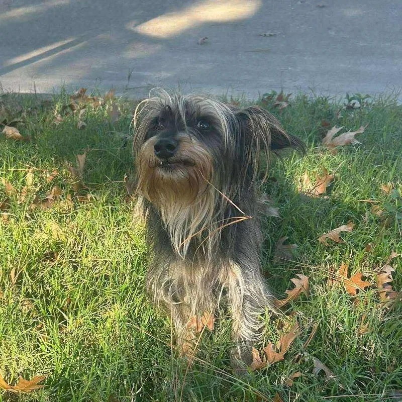 Scrappydoo D thumbnail 2