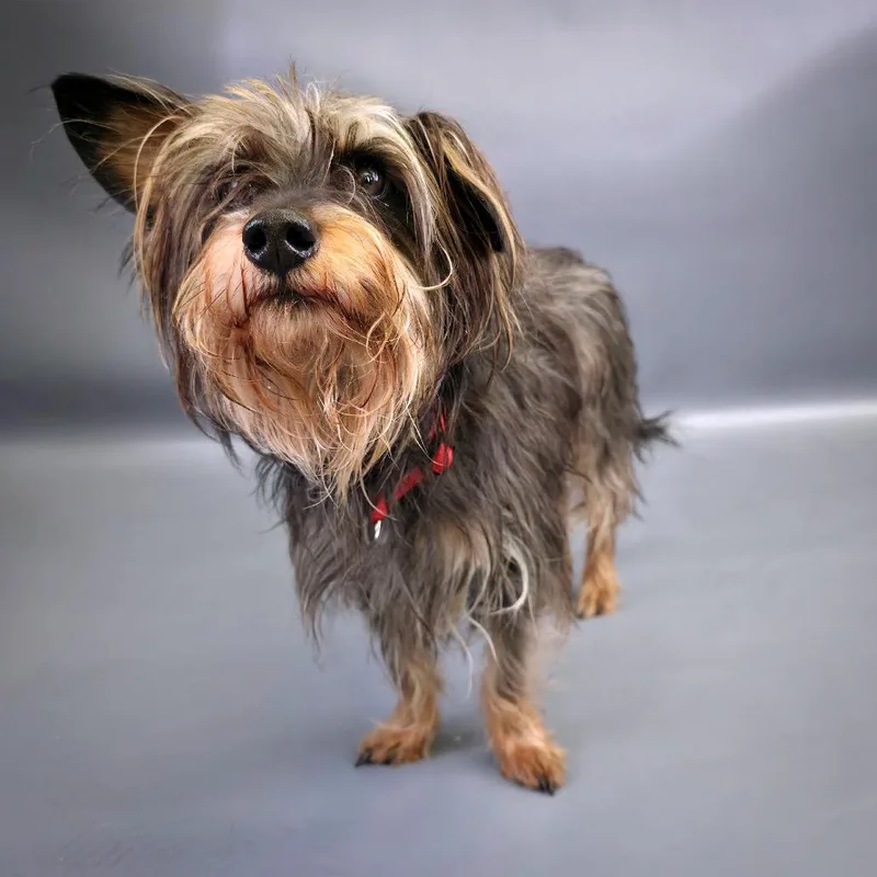 Scrappydoo D thumbnail 3