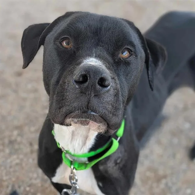 An adult large-sized male Pit Bull Terrier dog named Duran Aka Mickey for adoption in Tucson, AZ