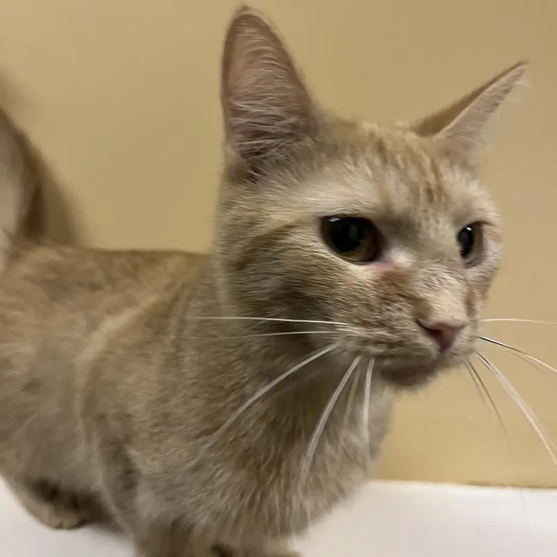 An adult small-sized female Orange / Red Domestic Short Hair cat named Mango for adoption in DAYTON, TN