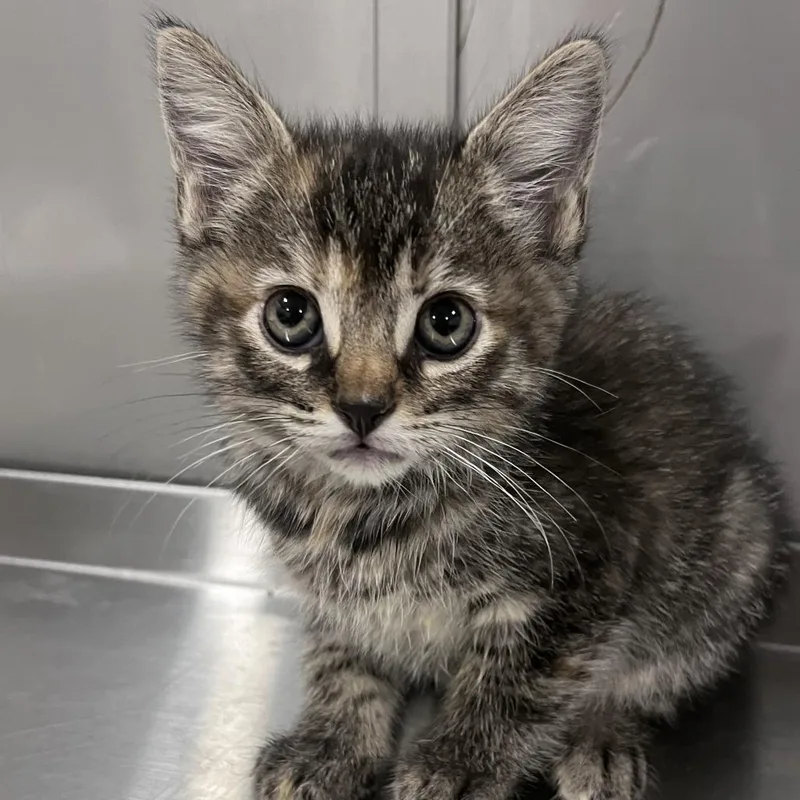 A baby small-sized female Brown / Chocolate Domestic Short Hair cat named Geranium for adoption in Washburn, MO