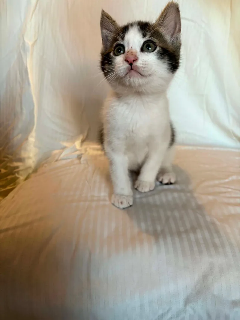 A baby medium-sized male Tabby (Gray / Blue / Silver) Domestic Short Hair cat named Smores for adoption in Ephrata, WA