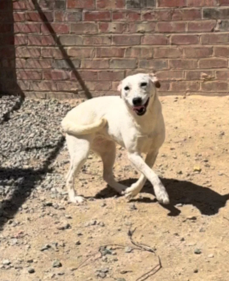A young medium-sized female Cattle Dog dog named River for adoption in Thomasville, NC