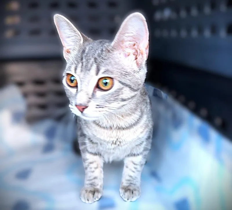 A baby medium-sized female Domestic Short Hair cat named Patricia for adoption in Fort Myers, FL