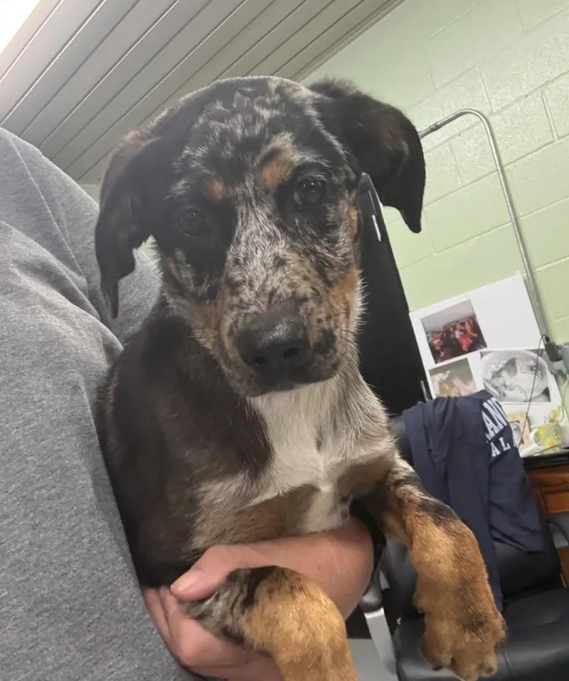 A baby medium-sized female Hound dog named Sparkle for adoption in Beebe, AR