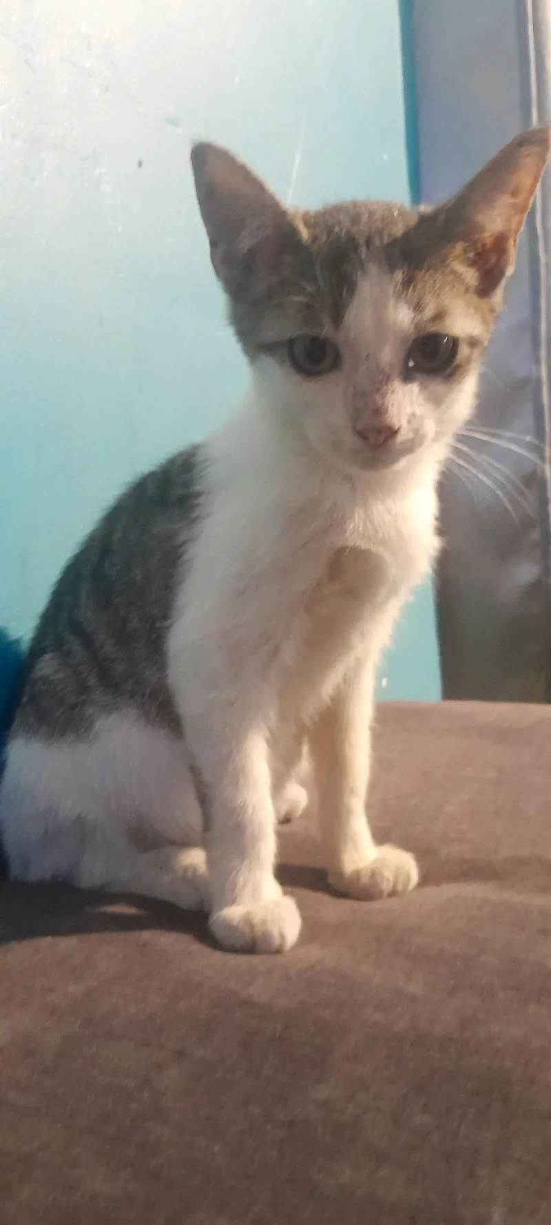 A baby medium-sized male Domestic Short Hair cat named Pringle for adoption in Brick, NJ