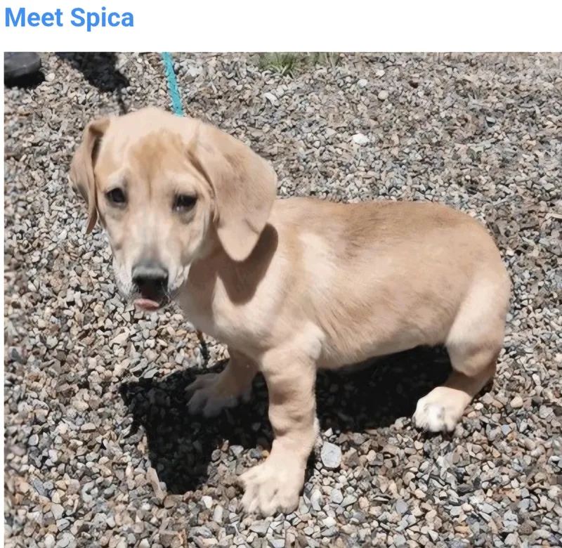 Spica
