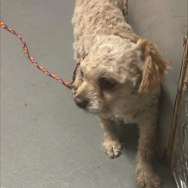 An adult small-sized male Miniature Poodle dog named Bonbon for adoption in Tacoma, WA